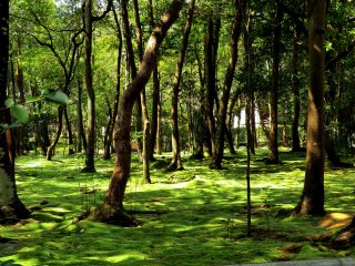 秋篠寺の苔庭