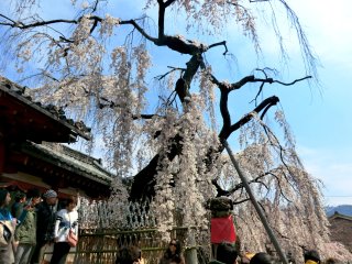 氷室神社の枝垂れ櫻
