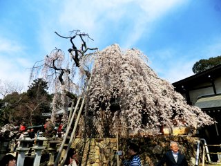 氷室神社の枝垂れ櫻