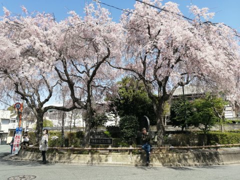 大仏記念公園枝垂れ桜
